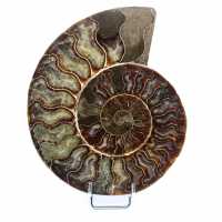 Ammonite fossile polie de Madagascar