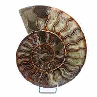 Polished ammonite from Madagascar