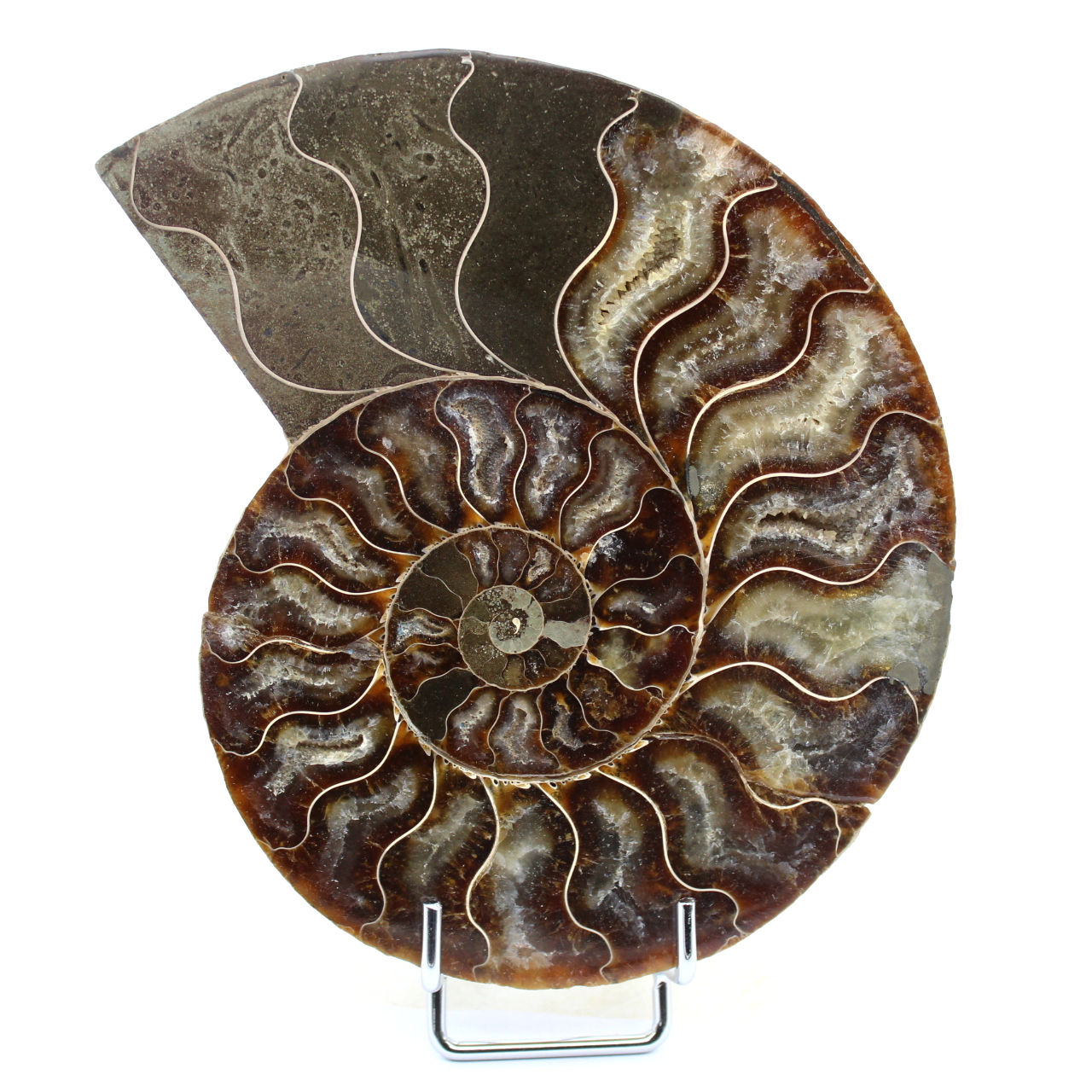 Ammonite naturelle fossile