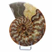 Fossil Polished Natural Ammonite