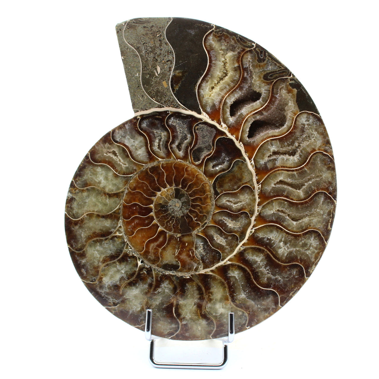 Ammonite naturelle fossile