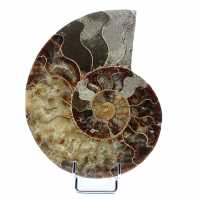 Ett stycke ammonitfossil