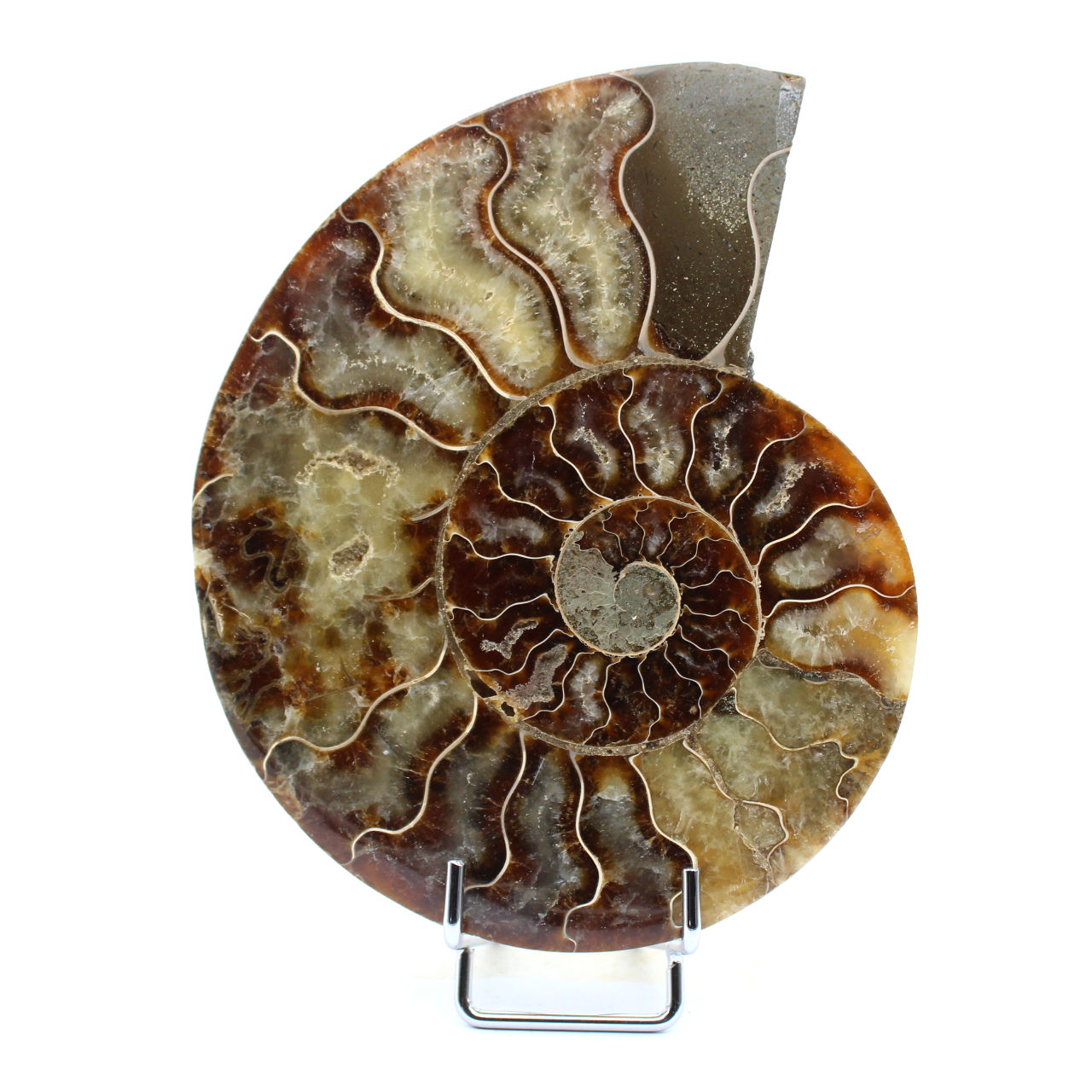Ammonite polie