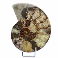 Ammonite naturelle de madagascar