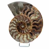 Ammonite from Madagascar