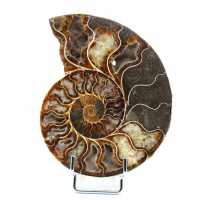 Ammonite de Madagascar