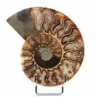 Ammonite naturelle polie fossile