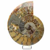 Fossil Polished Natural Ammonite