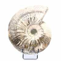 Ammonite une pièce