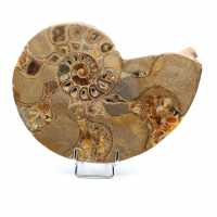 Fossil natural ammonite