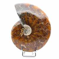 Damaged whole ammonite