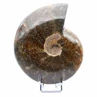 Ammonite stone sale