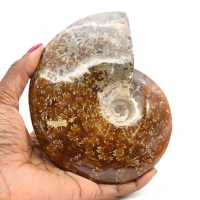 Ammonite entière