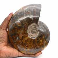 whole ammonite