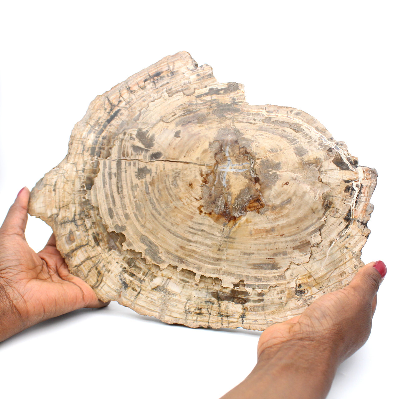 Fossil wood slice polished