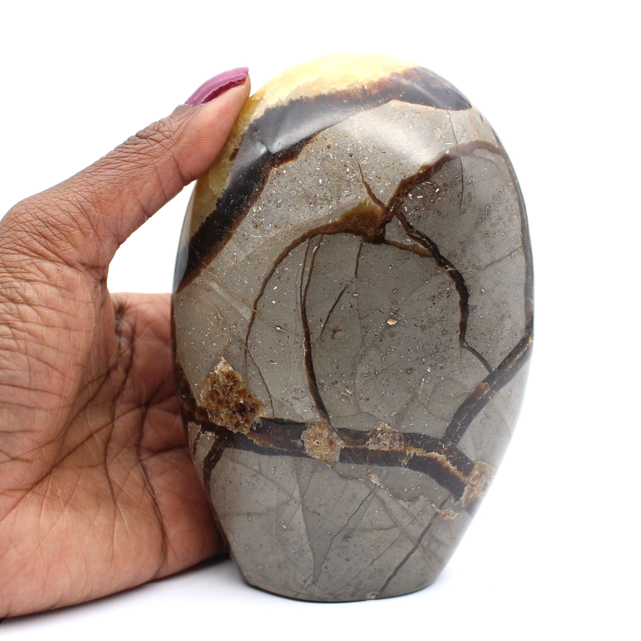 Septaria polie