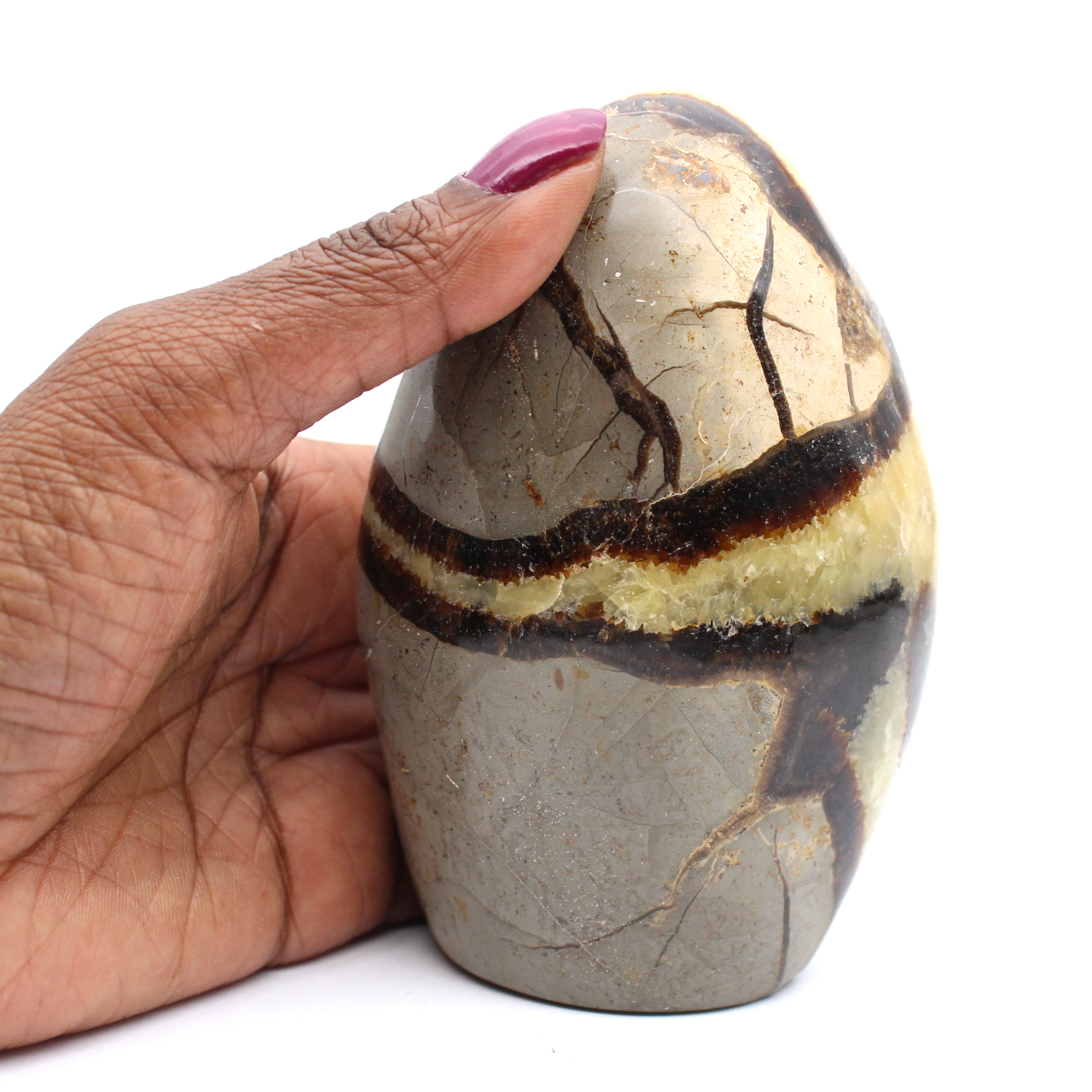Septaria polie