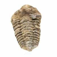 Trilobite du Maroc