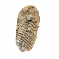 Trilobite du Maroc