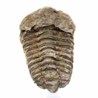 Trilobite fossile