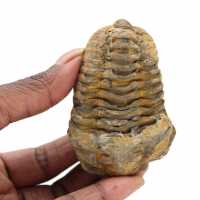 Trilobite