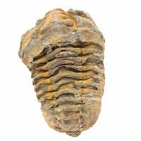 Trilobite