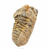 Trilobite