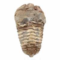 Trilobite fossile