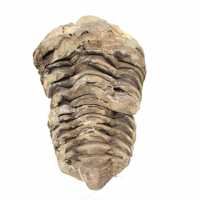 Fossile de trilobite Maroc