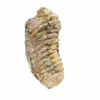 Trilobite