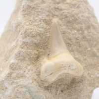 Dent de requin otodus fossile