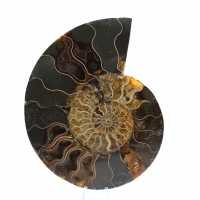 Polished Ammonite Fossil