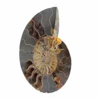 Fossile d'ammonite poli