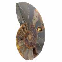 Ammonite de Madagascar