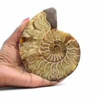 Ammonite fossilisée polie