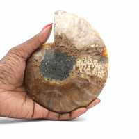 Polished Fossilized Ammonite