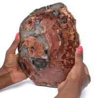 Petrified wood stone sale