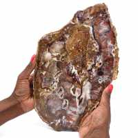 Petrified wood stone sale