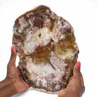 Petrified wood stone sale