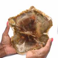 Petrified wood stone sale