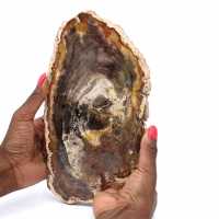 Petrified wood stone sale