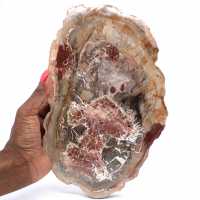 Petrified wood stone sale