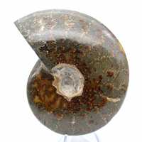 Whole Ammonite