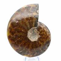 Whole Ammonite