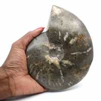 Whole polished natural ammonite from Madagascar