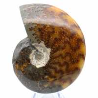 Whole polished natural ammonite fossil