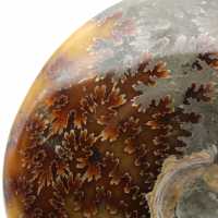 Whole polished natural ammonite fossil