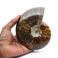 Ammonite entière polie