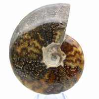 Whole polished ammonite