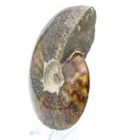 Whole polished ammonite